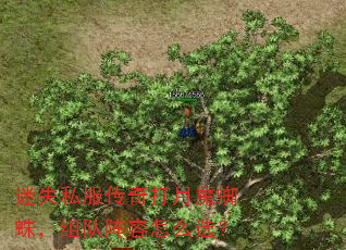 迷失私服传奇打月魔蜘蛛,组队阵容怎么选? 迷失私服传奇打月魔蜘蛛,组队阵容怎么选?